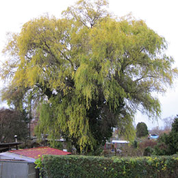 Salix matsudana tortuosa